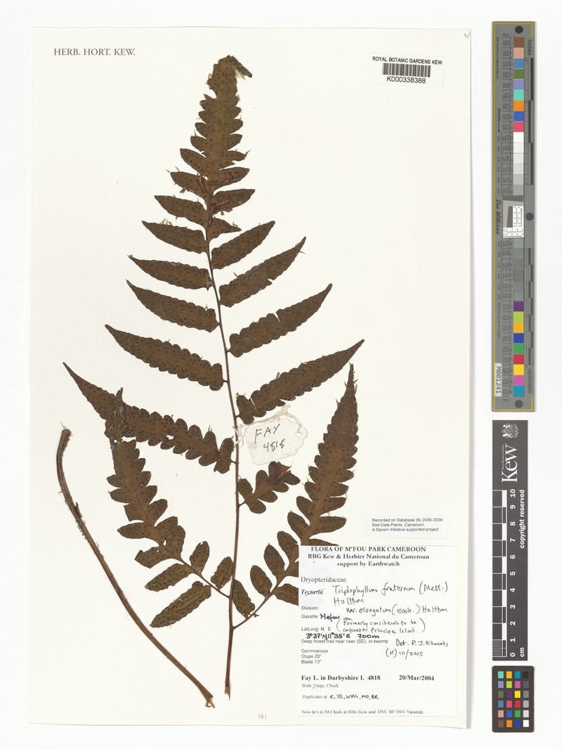 Triplophyllum fraternum var. elongatum
