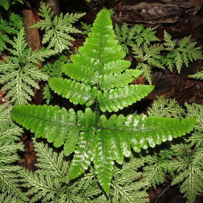 Fountain Fern