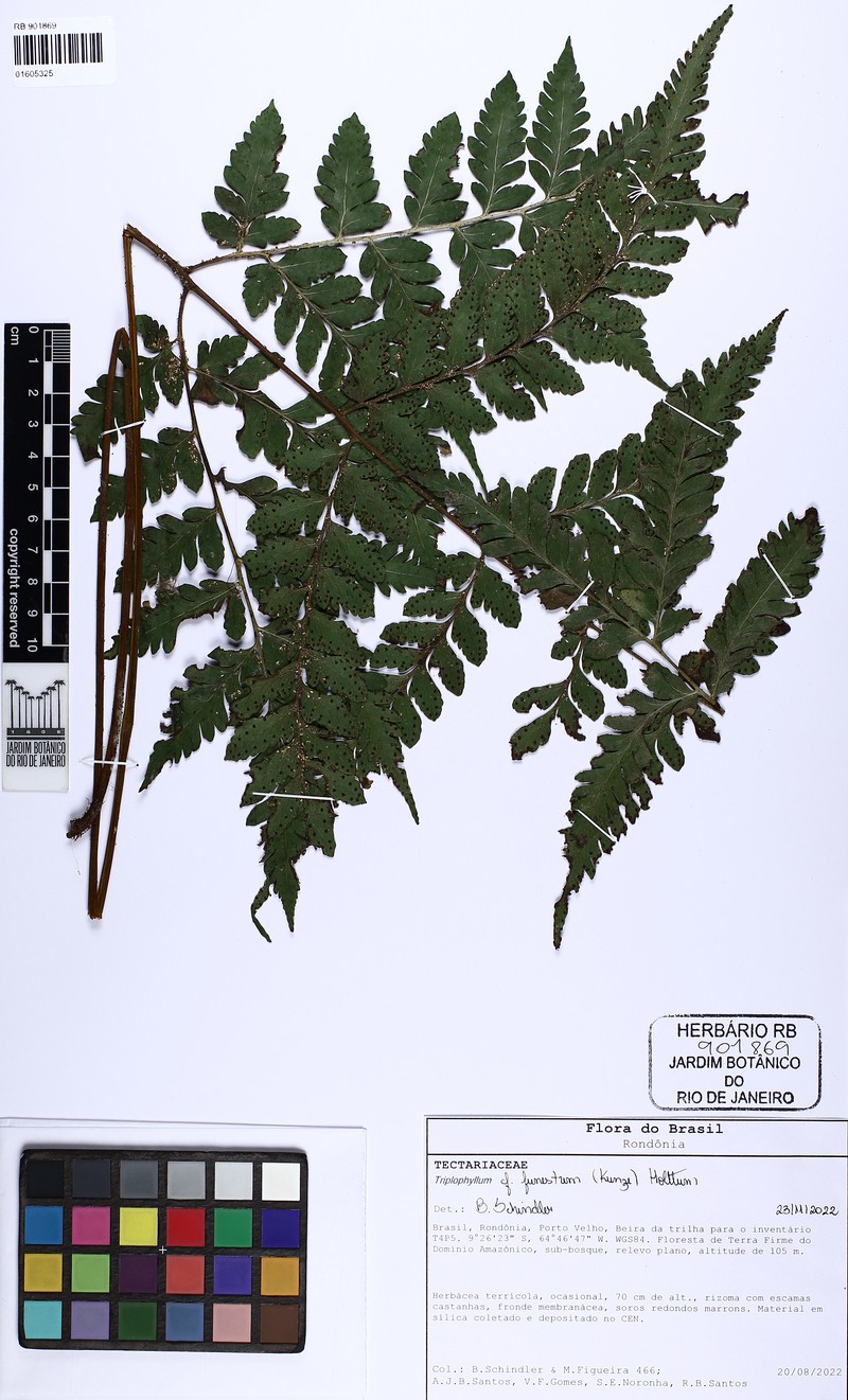 Fountain Fern photo 2