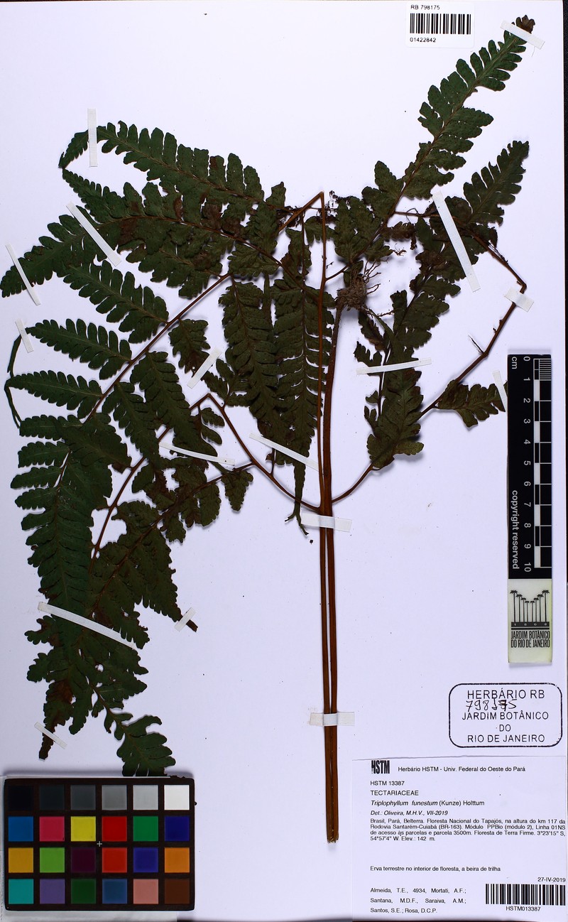 Fountain Fern photo 3