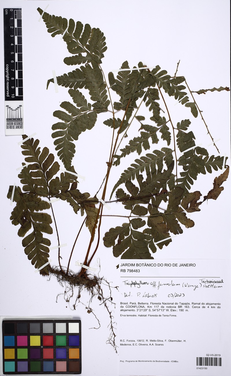 Fountain Fern photo 4