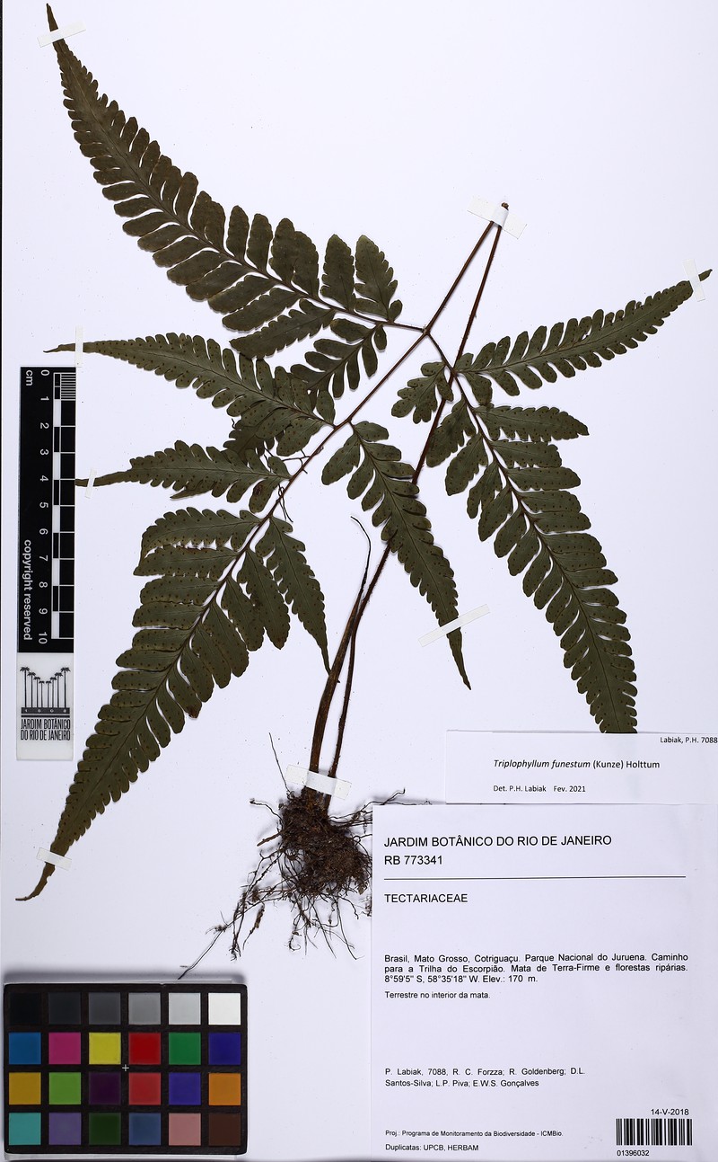 Fountain Fern photo 5