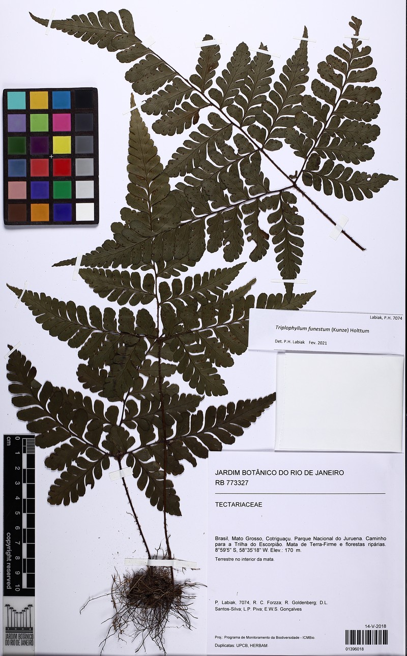 Fountain Fern photo 6