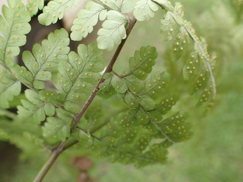 Triplophyllum gabonense