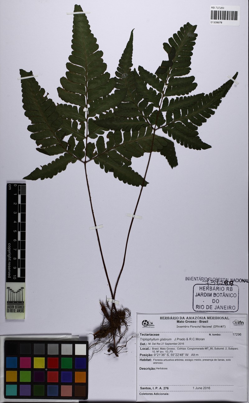 Triplophyllum glabrum