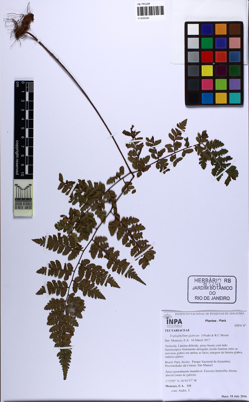 Triplophyllum glabrum photo 2