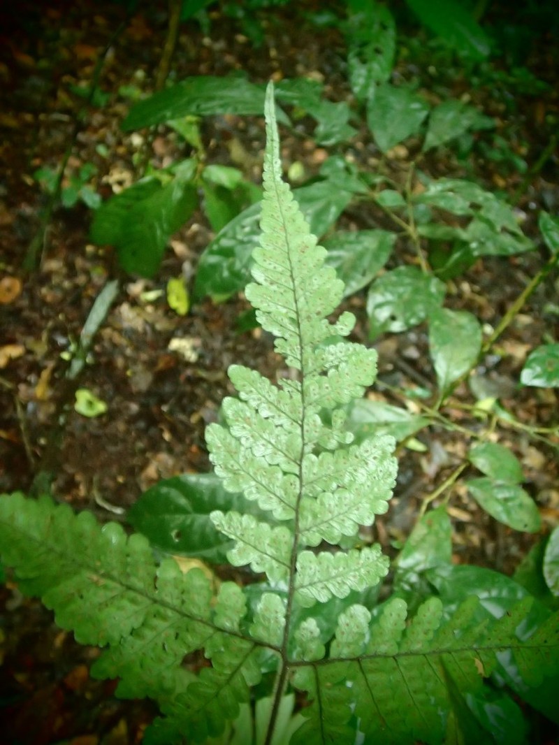 Triplophyllum heudelotii