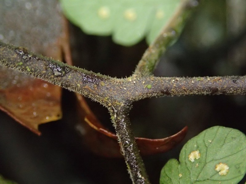 Triplophyllum heudelotii photo 2