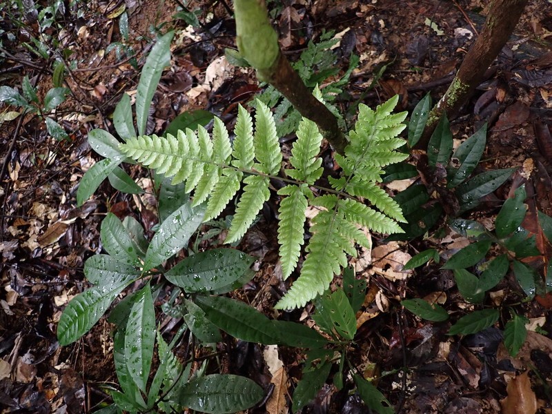Triplophyllum hirsutum