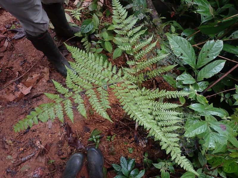 Triplophyllum hirsutum photo 2