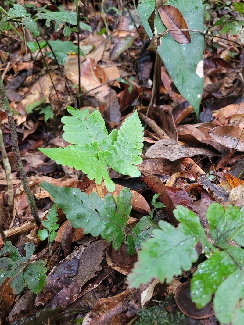 Triplophyllum hirsutum photo 3