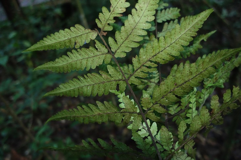 Triplophyllum hirsutum photo 4