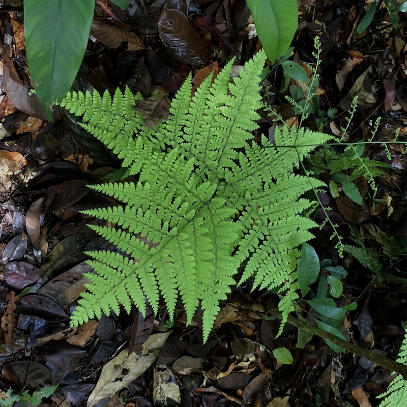 Triplophyllum hirsutum photo 5