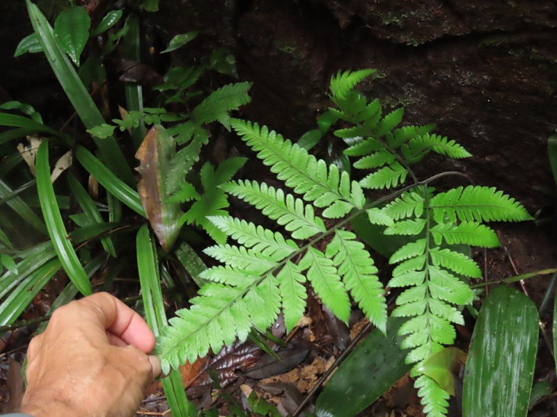 Triplophyllum hirsutum photo 6