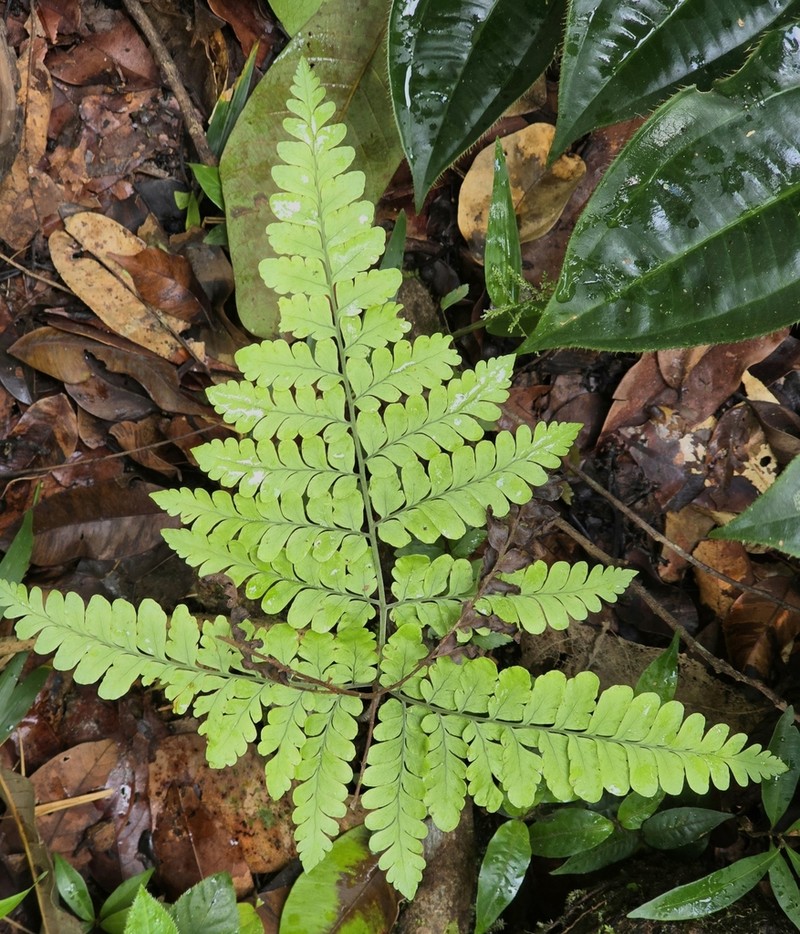 Triplophyllum hirsutum photo 7