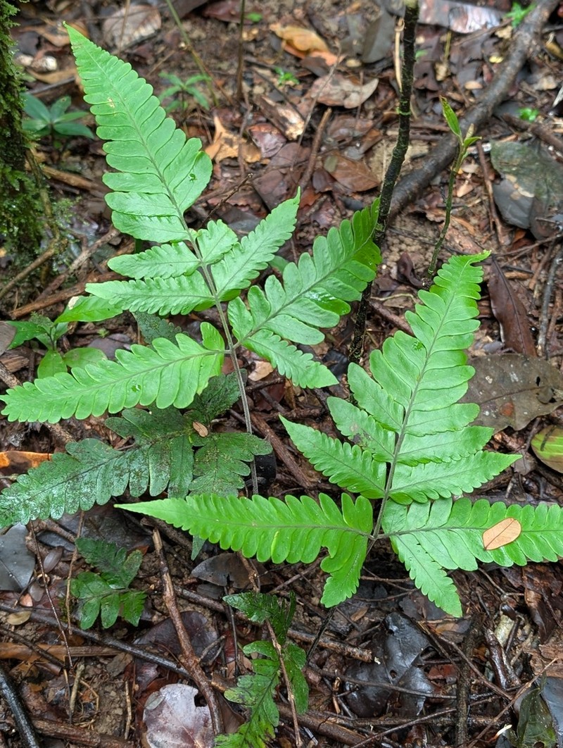Triplophyllum hirsutum photo 8