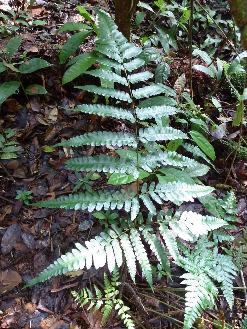 Triplophyllum jenseniae