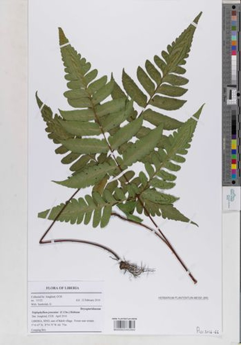 Triplophyllum jenseniae photo 2