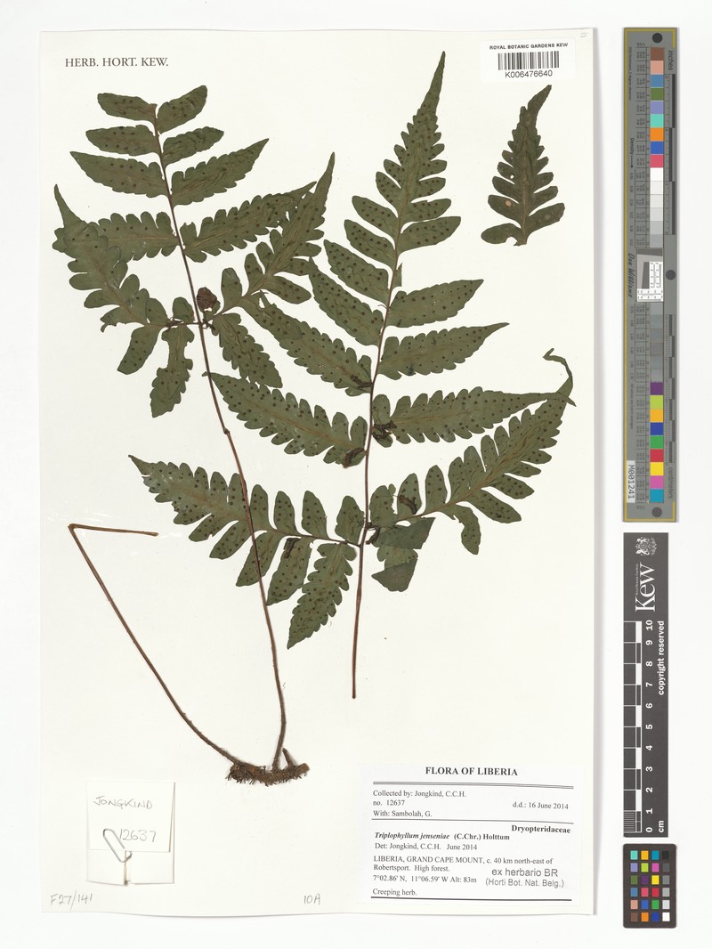 Triplophyllum jenseniae photo 3