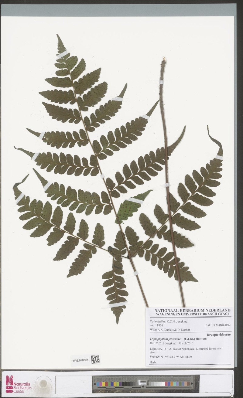 Triplophyllum jenseniae photo 4