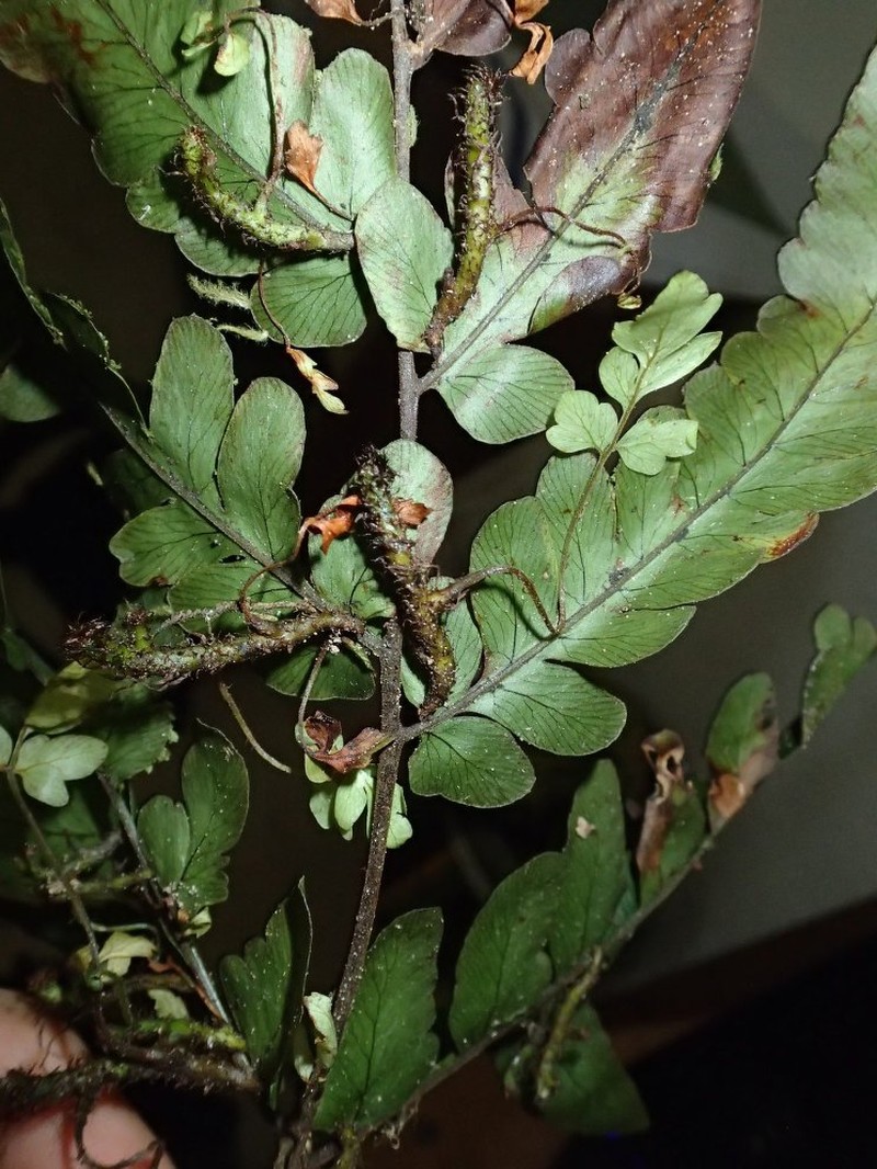 Triplophyllum jenseniae photo 5