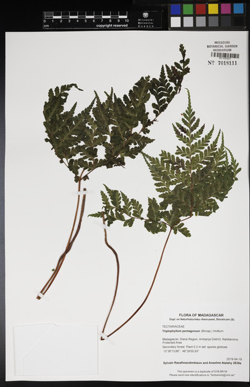Triplophyllum pentagonum