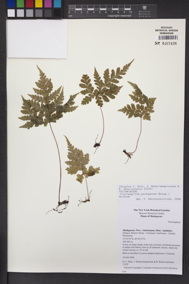 Triplophyllum pentagonum photo 2