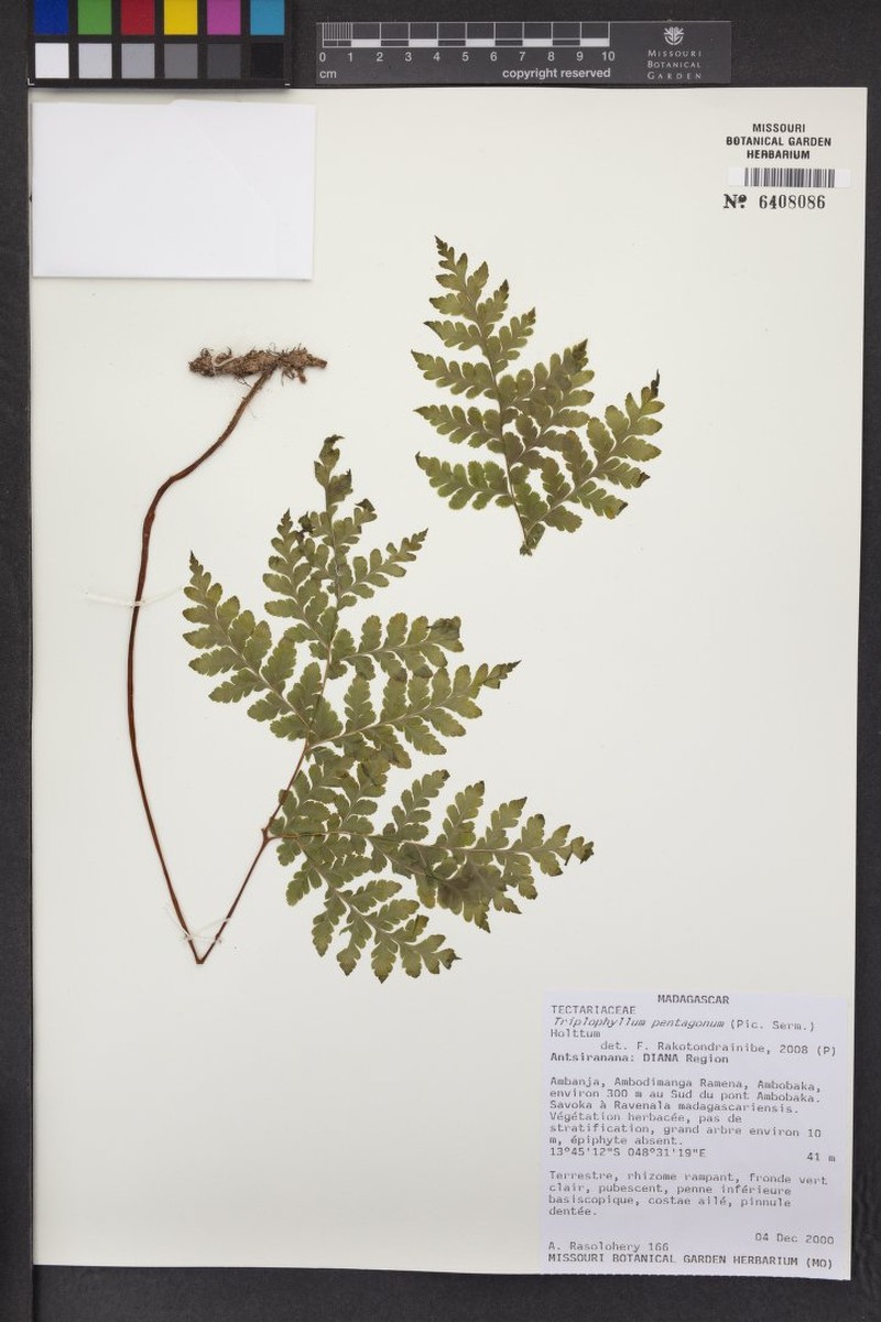 Triplophyllum pentagonum photo 3