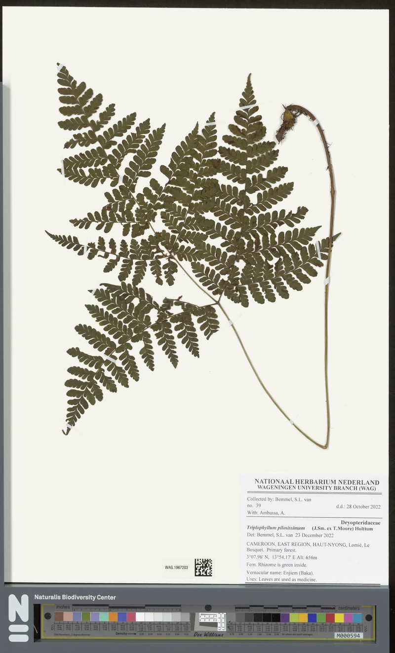 Triplophyllum pilosissimum