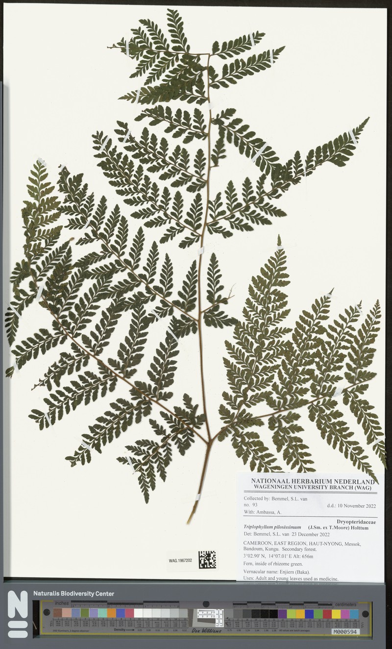 Triplophyllum pilosissimum photo 2