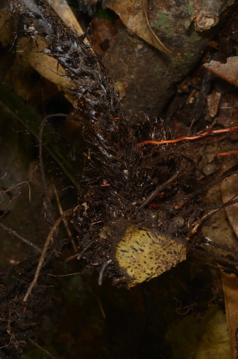 Triplophyllum pilosissimum photo 3