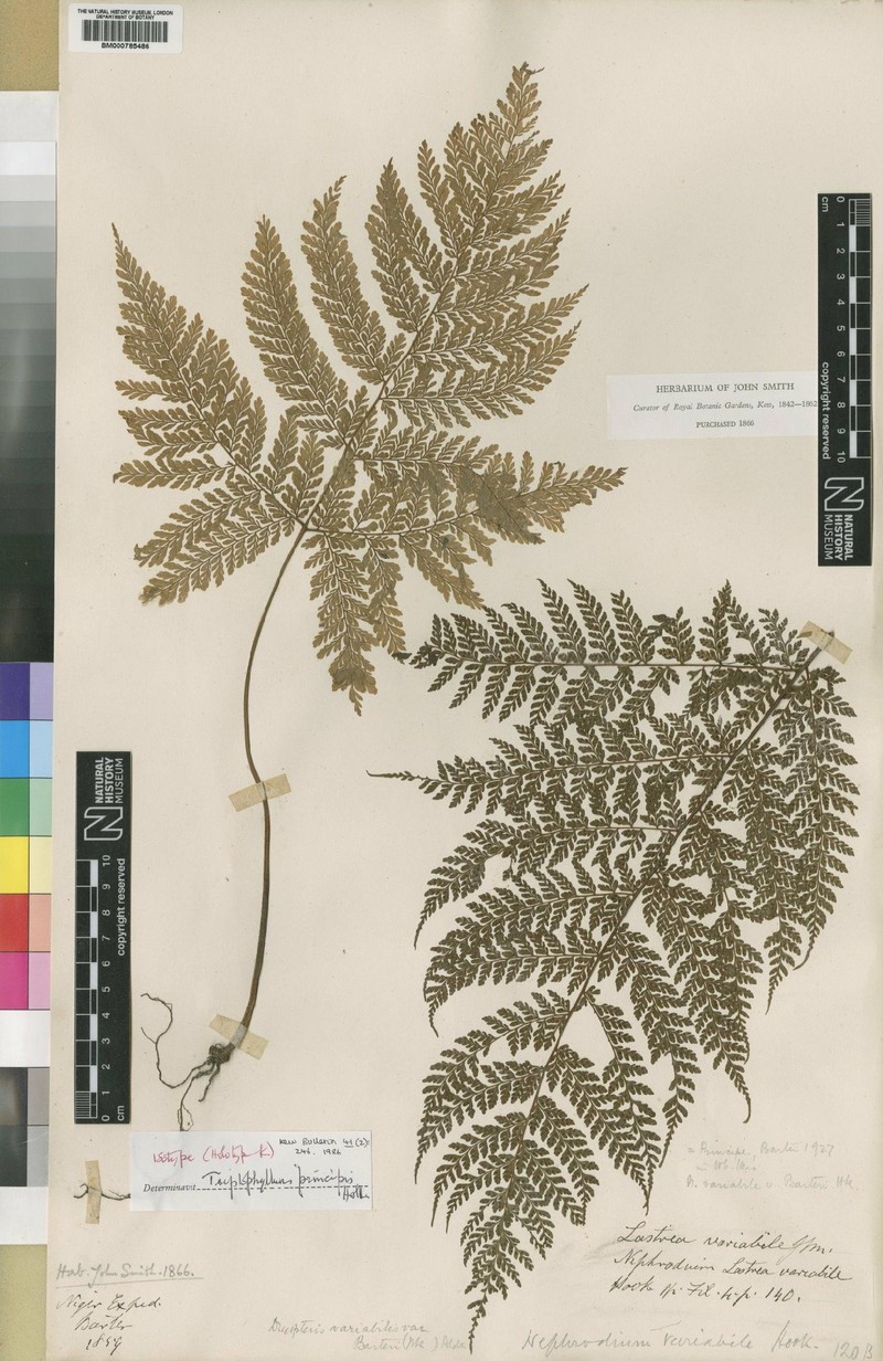 Triplophyllum principis