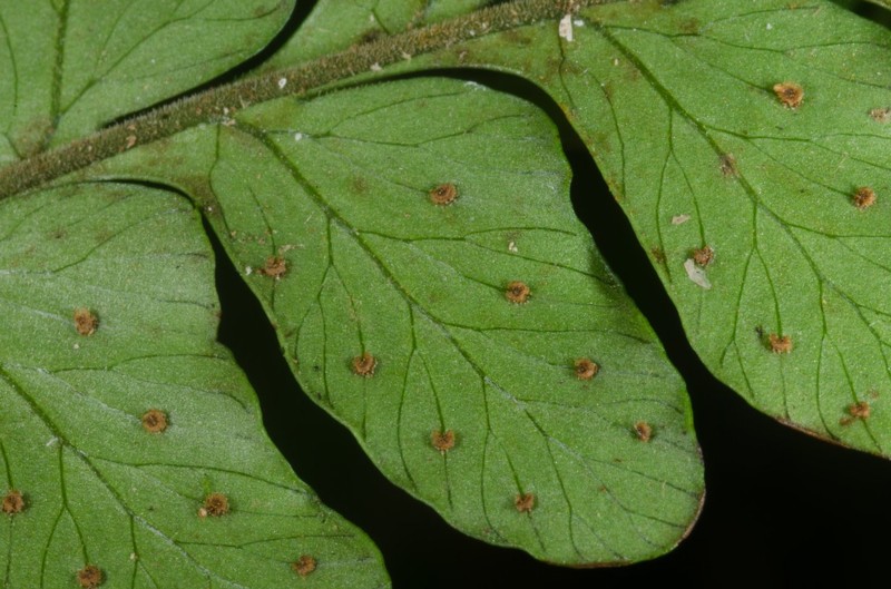 Triplophyllum protensum photo 2