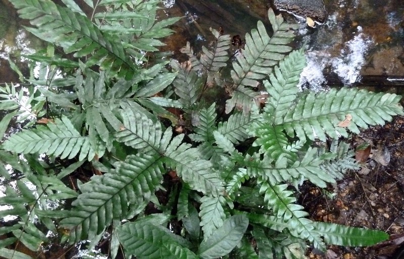 Triplophyllum securidiforme