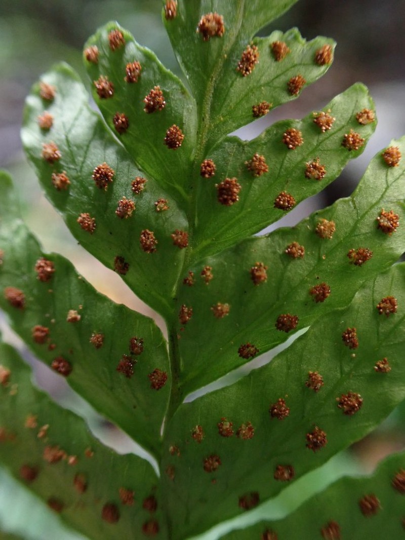 Triplophyllum securidiforme photo 2