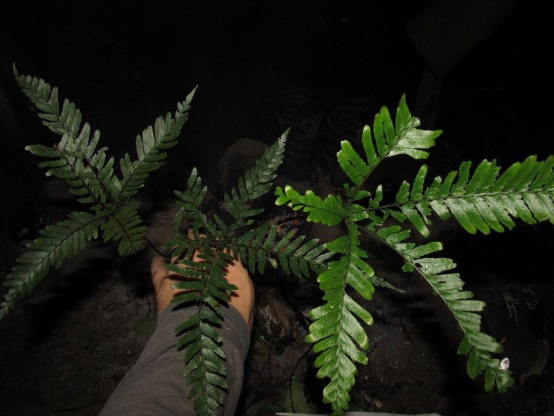 Triplophyllum securidiforme var. nanum