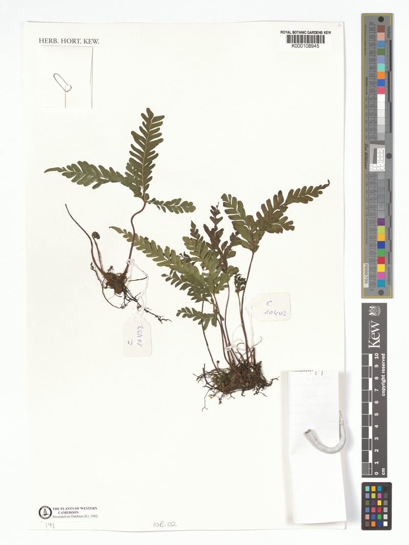 Triplophyllum securidiforme var. nanum photo 2