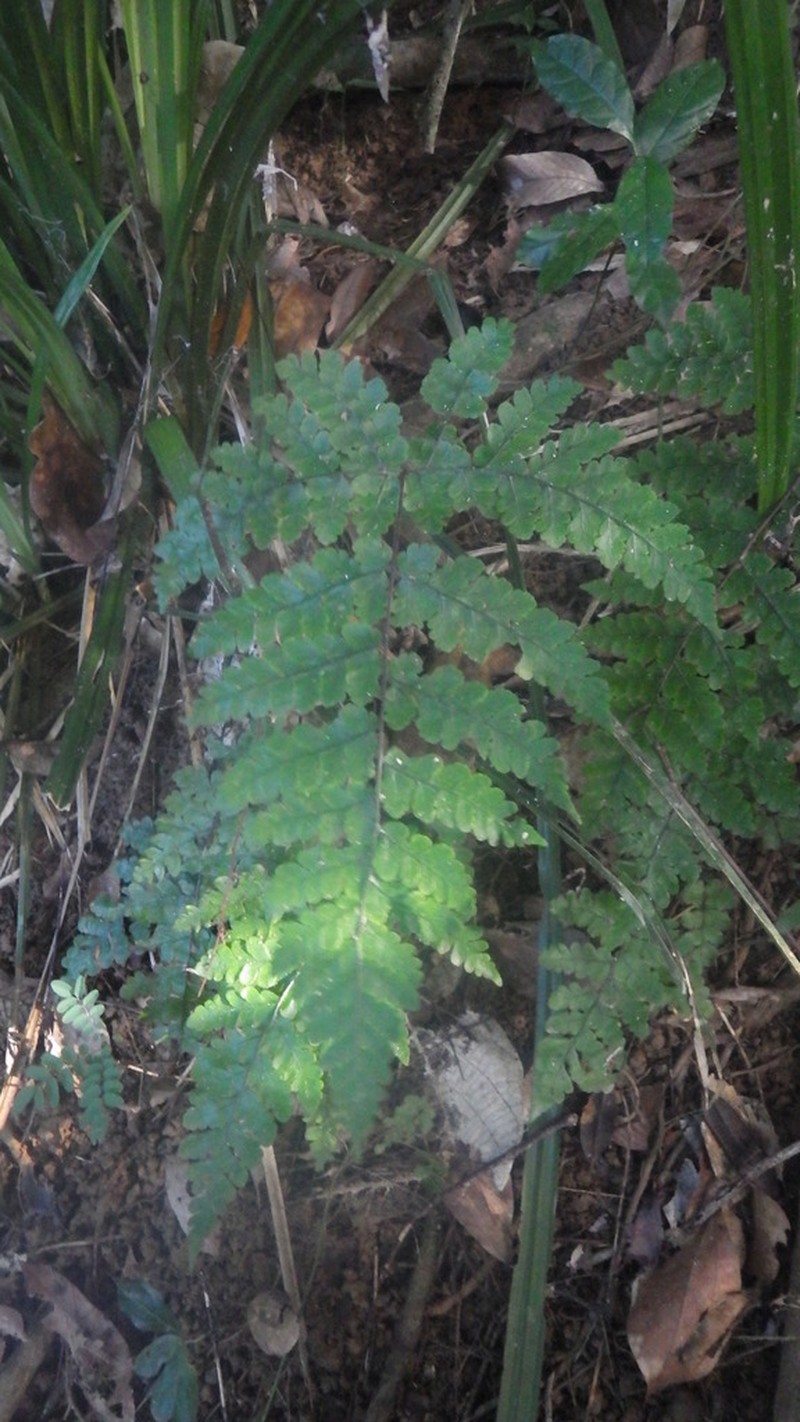 Triplophyllum speciosum