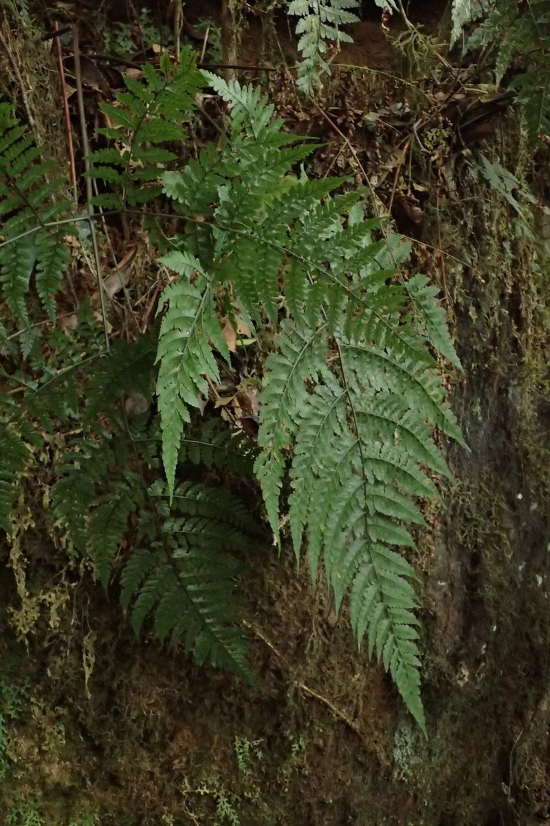 Triplophyllum speciosum photo 2