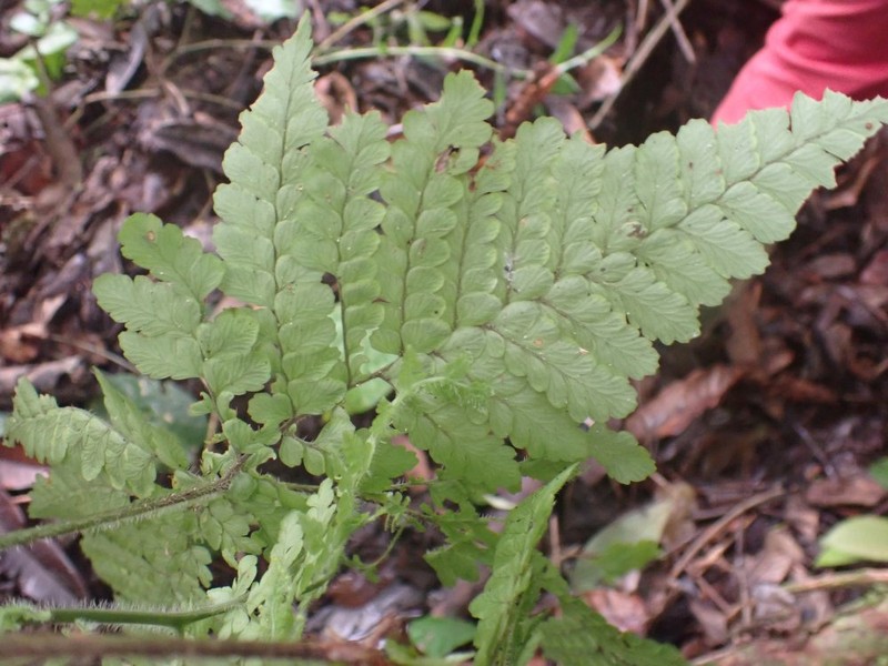 Triplophyllum subquinquefidum