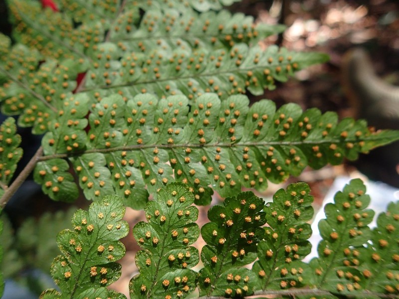Triplophyllum subquinquefidum photo 2