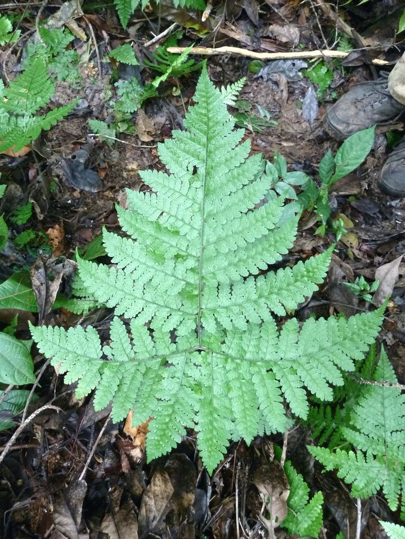 Triplophyllum troupinii