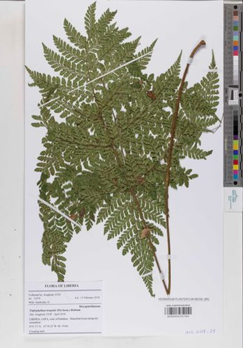 Triplophyllum troupinii photo 2