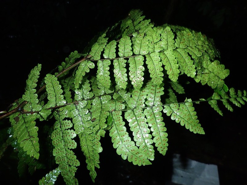 Triplophyllum troupinii photo 3