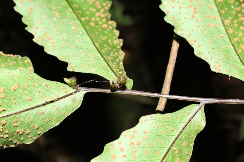 Triplophyllum varians