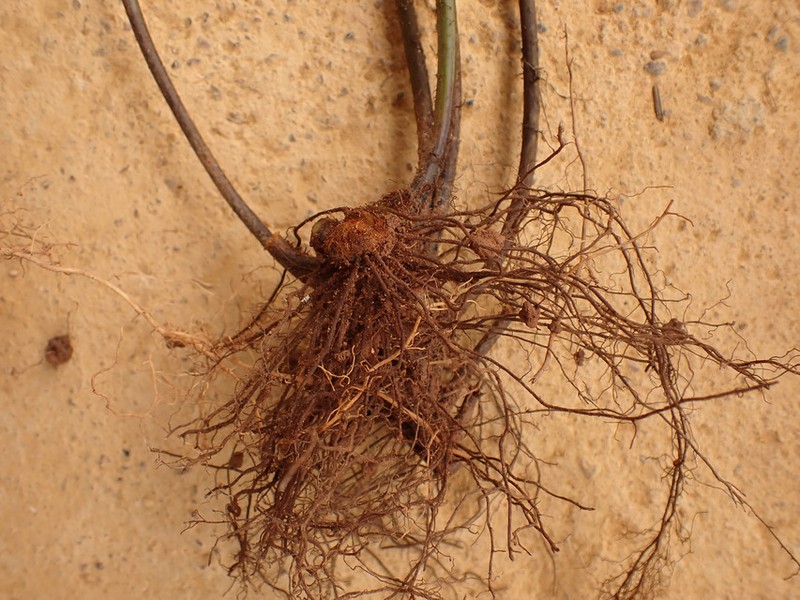 Triplophyllum varians photo 2