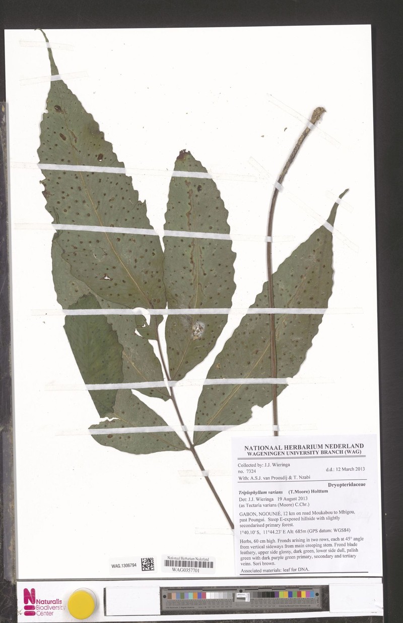 Triplophyllum varians subsp. varians