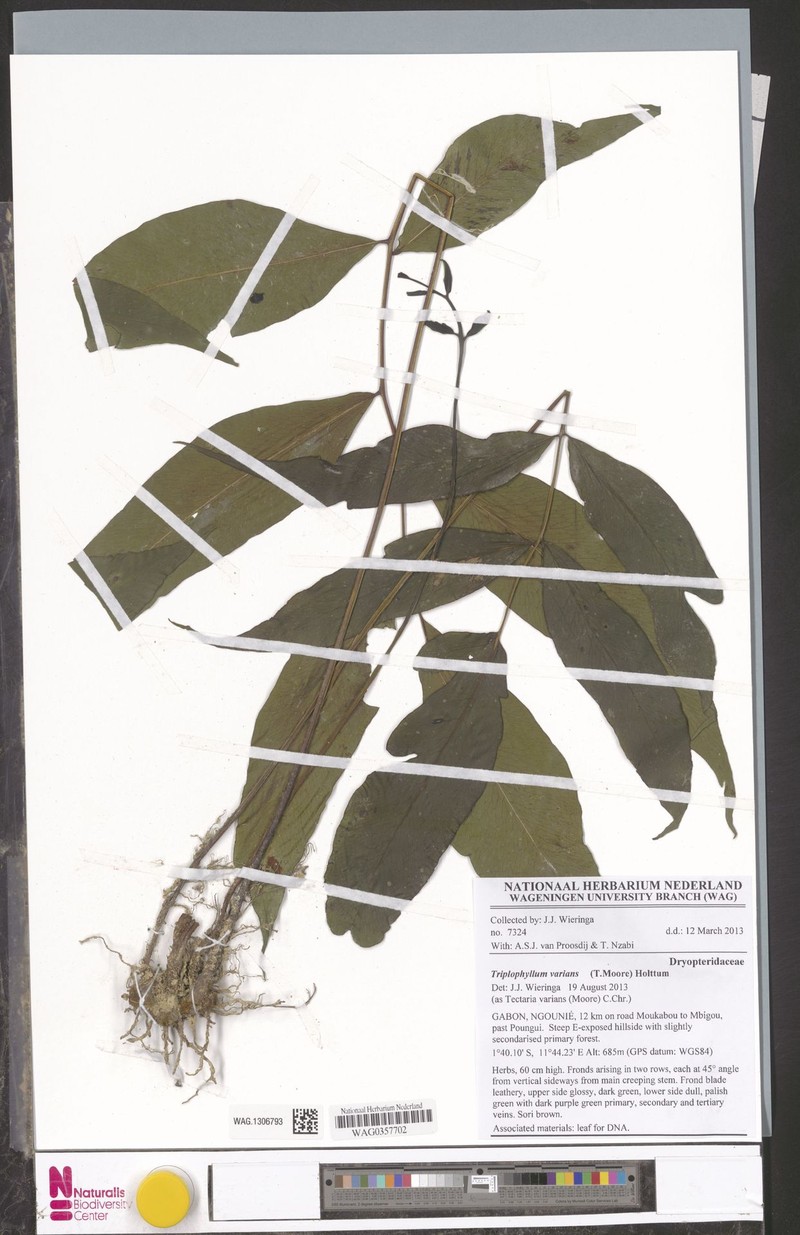 Triplophyllum varians subsp. varians photo 2