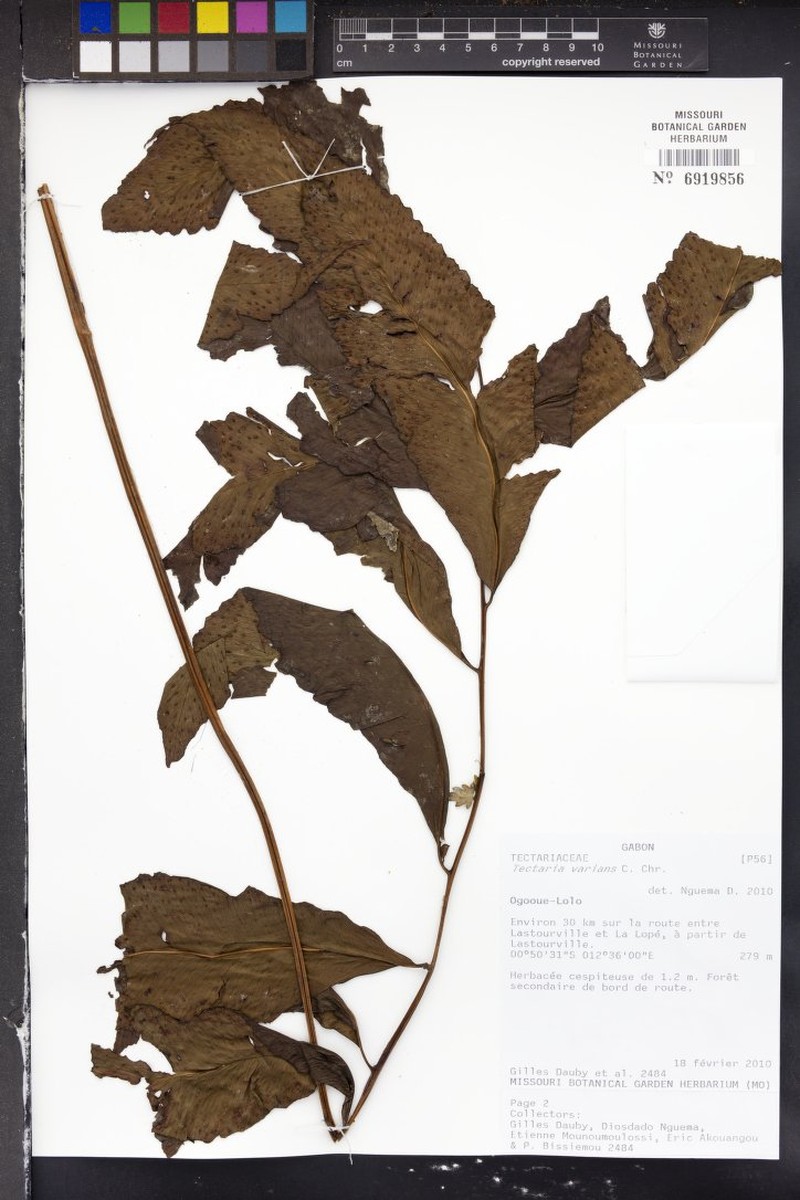 Triplophyllum varians subsp. varians photo 3