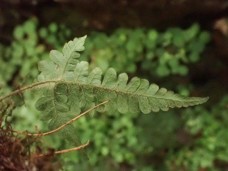 Triplophyllum vogelii